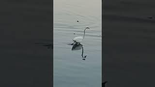 Evening amazing view #birds #nature #lake #explore #shortsfeed #shortvideo #shorts #instrumental