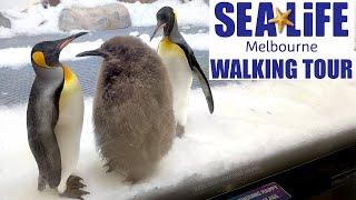 Pesto Penguin - SEA LIFE Melbourne Aquarium - Walking Tour  - 2024 - Full Walkthrough -   4K