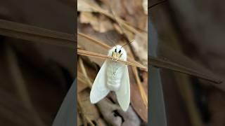 Super Cute White Moth, Simpática Polilla Blanca. #shorts #moth #polilla #butterfly #insects #vlog