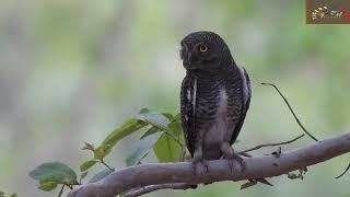Jungle Owlet are seen when it is cloudy -Birds of Kanha Bird-3