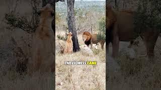 #animalworld #animals #lion #tiktok #foryou #fyp #amazinganimals