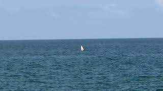 Bryde‘s whale  in Ang Thong