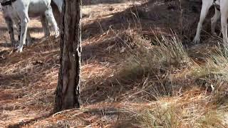 English Pointers!