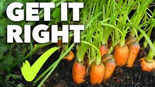 Carrot Growing Masterclass: Perfect Carrots Every Time