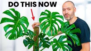 Set Up Your Monstera For Success