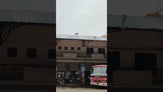 ಹೊಸಪೇಟೆ | Caught on Camera  Dog Chilling on Hospete Bus Roof | Unexpected Passenger 