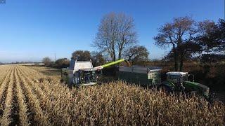 Maïs grain 2021/ ETA Pellen / Claas lexion 7500