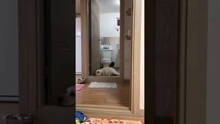 여름만 되면 이상해지는 리트리버 #shorts #retriever