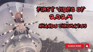 nhandu Chromatus #tarantula #newworldtarantula all #video