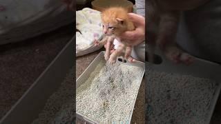 Toilet training a 20 day old kitten