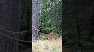 some deer in the woods