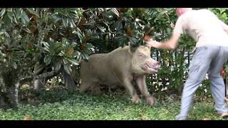 Catching a 350 POUND Boar in a Waterpark?