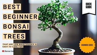 “Best Beginner Bonsai Trees That Are Low Maintenance & Easy to Care For!”