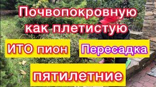 Почвопокровную розу на арку!ИТО пион пятилетний-пересаживаю!