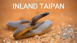 Inland taipan (Fierce snake) - the most venomous snake in the world!