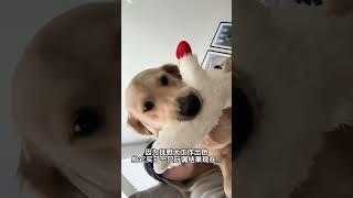 因为这是妈妈给我的~ 我的萌宠萌宠出道计划治愈精神抚慰犬狗狗@DOU+小助手