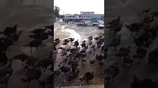 Бойові індики йдуть на москву/fighting turkeys are going to moscow 