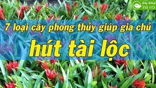 7 loại cây phong thủy giúp gia chủ hút tài lộc