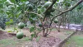 Cách Chăm Sóc Bưởi Diễn, Cam Canh mới Trồng Hiệu quả, LÀM SAO SAI QUẢ Hơn: 096.239.2038