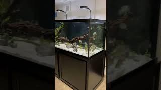 5 Cichlid Aquariums in Less Than 30 Seconds (Tour)