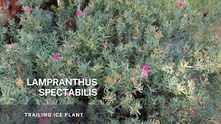 Lampranthus Spectabilis - The Trailing Ice Plant, learn Propagation using stem and plant division