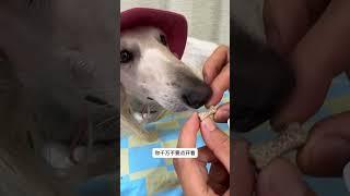 拜宠清羊毛 #陕西细犬