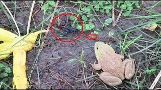 Amazing - frog real fight scorpion | scorpion vs frog in Asia | frog swallow scorpion