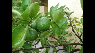 Frutíferas Produzindo a Venda