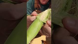 Suburban Corn Patch Success in my #texasgarden ! #corn #fallgarden #fromthegarden #texasgardening