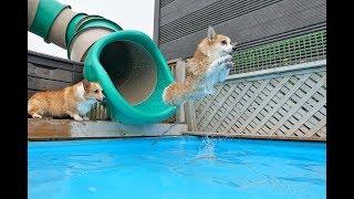 12 Corgis Swimming In the Pool