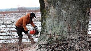 The Epic Fall of a Huge Tree