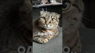 деревенская душа!️‍🩹 #прикольныекоты #смешноевидео #кот #веселыекоты #котики #мем #селя #кошка
