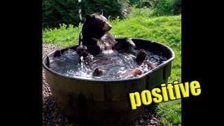 Another dose of positive mood boost#2. Bear in the jacuzzi