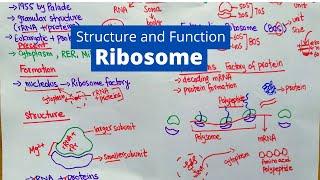 Ribosome Structure and Function | What is a Ribosomes?