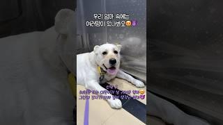 개춘기 멍아들과 갱년기 엄마 #retreiver #강아지일상