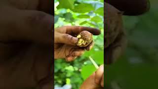 cool tool for cracking hard fruit seeds #shorts #farming #agriculture #garden