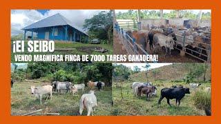 Magnifica finca de 7000 tareas Ganadera con 510 cabezas de ganado en el Seibo @FFSOLOFINCARD