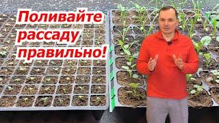 Полив рассады- как это правильно делать. Фишки, о которых нигде не расскажут.