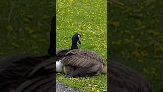 🪿Canada Goose's️Umbrella Wing