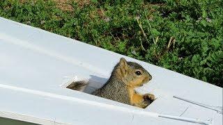 Squirrel Steals Giant Paper Airplane