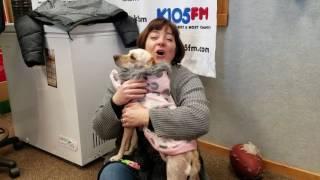 K105 Pet of the Week