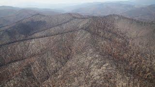 Bushfire impacts on Victoria's environment