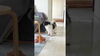 POV: May stage mom ka 🫣 #dogs #funnyvideo  #funny