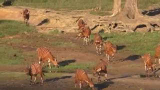 Big Herd of Bongos! Amazing!