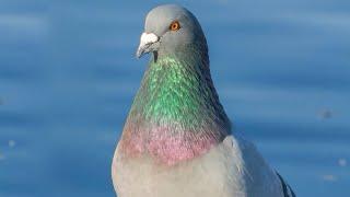 Pigeon