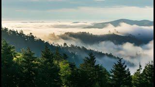 Green Forest Morning Sunlight Dance #MorningLofi #MorningRelaxation #NatureMeditation #MindfulStart