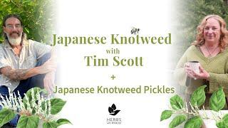 Japanese Knotweed with Timothy Scott + Japanese Knotweed Pickles