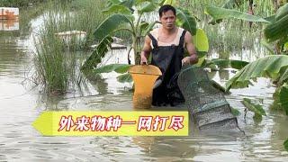 外来生物泛滥，小伙用鱼笼一网打尽，大小通杀