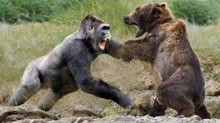 Gorilla VS Bear - Who Would Win?