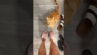#cat #funny #happycats #catmemes #music #memes #trending #trendingshorts #new #reels